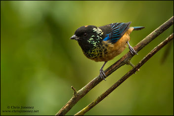 Spangle-cheeked Tanager - бесплатный image #286993